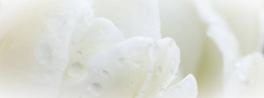 Soyut çiçek arkaplanı, yağmur damlalı beyaz lale çiçeği. Tatil markası tasarımı için Macro çiçek arkaplanı