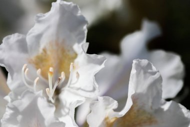 Rhododendron Cunningham 'ın güzel beyaz çiçeğinin bahar bahçesinde açılışı