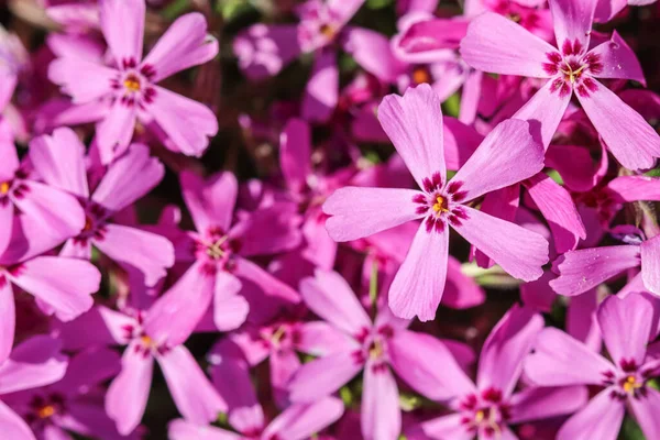 Achtergrond van roze bloemen Phlox subulata, kruipend, mos roze of berg phlox in het voorjaar — Stockfoto