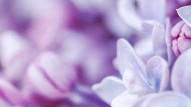 Soyut çiçek arkaplanı, çiçek açan dal, mor leylak çiçek yaprakları.