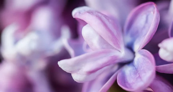 Abstract floral background, blooming branch, purple terry Lilac flower petals — Stock Photo, Image