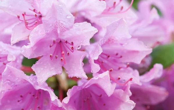 Flor de rododendro rosa florescendo na primavera. Conceito de jardinagem. Fundo flor — Fotografia de Stock