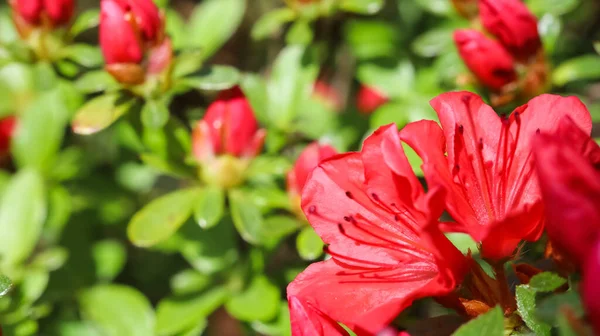 Fleurs et bourgeons d'azalée rouge en fleurs dans le jardin de printemps. Concept de jardinage. Fond floral — Photo