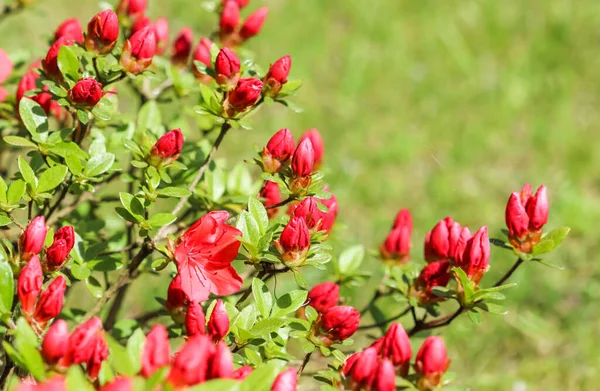 Bloeiende rode azalea bloemen en knoppen in de voorjaarstuin. Tuinieren concept. Bloemen achtergrond — Stockfoto