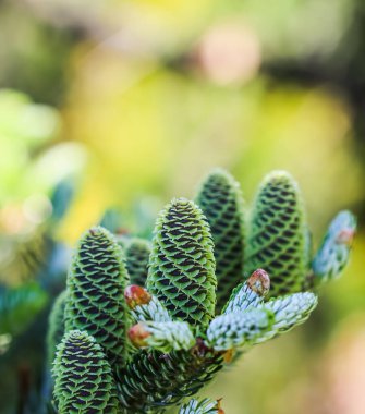 Bahar bahçesinde genç kozalaklı Kore köknarı dalı.