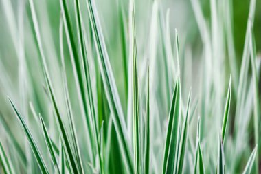 Dekoratif yeşil ve beyaz çimenler. Arrhenatherum elatius bulbosum variegatum. Doğal arkaplan.