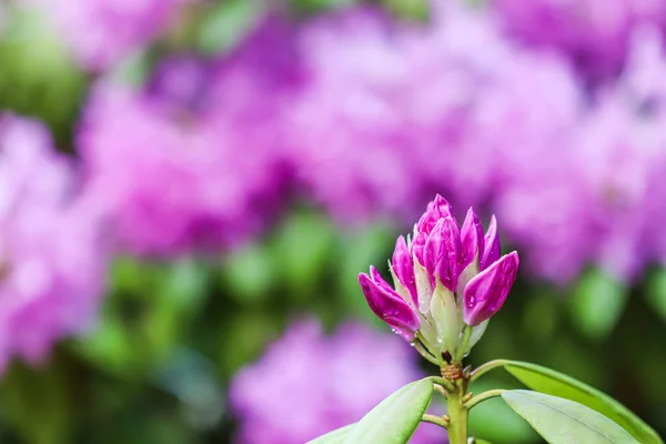 Mise au point douce, fond floral abstrait, bourgeon floral rose Rhododendron avec gouttes de rosée — Photo