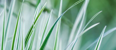 Dekoratif yeşil ve beyaz çimenler. Arrhenatherum elatius bulbosum variegatum. Doğal arkaplan.