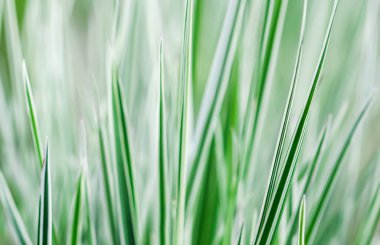 Dekoratif yeşil ve beyaz çimenler. Arrhenatherum elatius bulbosum variegatum. Doğal arkaplan.