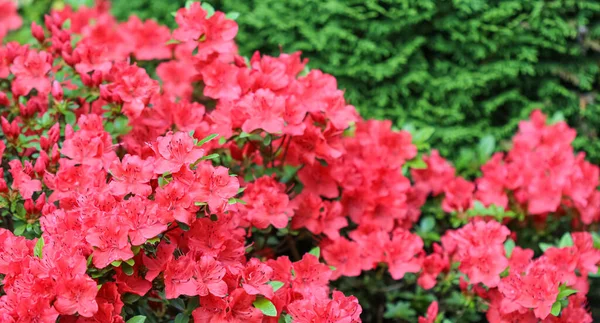 春の庭に露滴と赤いツツジの花を咲かせます — ストック写真