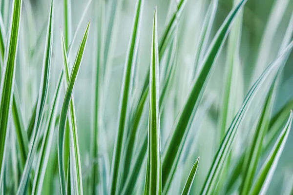 Dekorativa grönt och vitt gräs. Arrhenatherum elatius bulbosum variegatum. Naturlig bakgrund. — Stockfoto