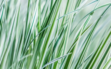 Dekoratif yeşil ve beyaz çimenler. Arrhenatherum elatius bulbosum variegatum. Doğal arkaplan.