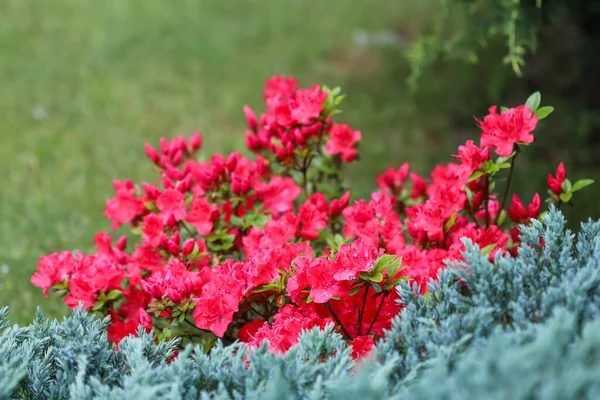 Fleurs d'azalée rouge en fleurs avec gouttes de rosée dans le jardin de printemps — Photo