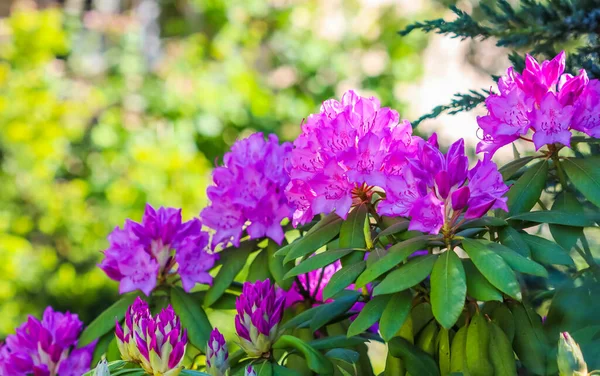 Fleurs roses en fleurs de rhododendron au printemps. Concept de jardinage — Photo