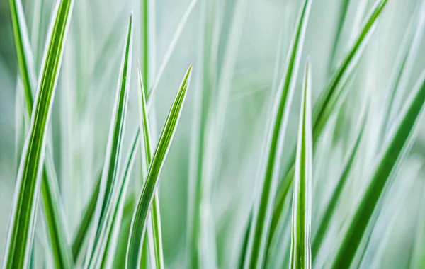Díszítő zöld és fehér fű. Arrhenatherum elatius bulbosum variegatum. Természetes háttér. — Stock Fotó