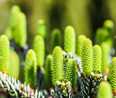 Young Korean fir cones in a spring garden