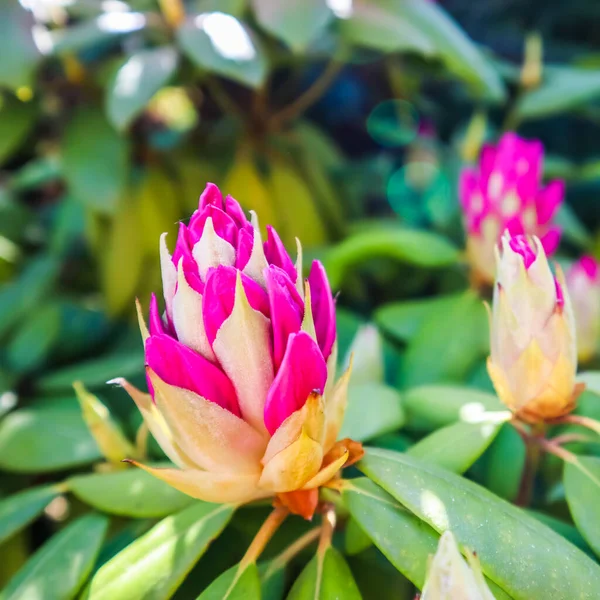 Zachte focus, abstracte bloemenachtergrond, roze Rhododendron bloemknop — Stockfoto