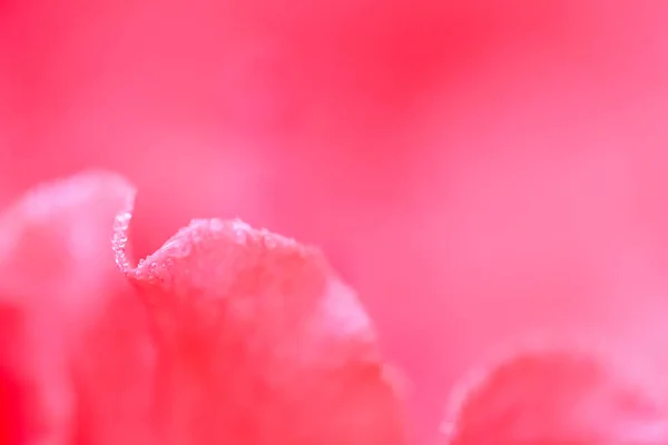 Soft focus, abstract floral background, red rose flower petals with water drops — 스톡 사진