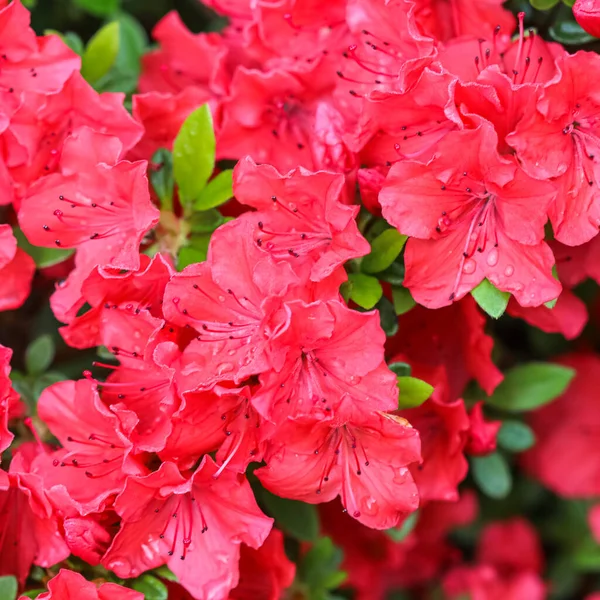 Kvetoucí červené azalky květiny s kapkami rosy v jarní zahradě — Stock fotografie