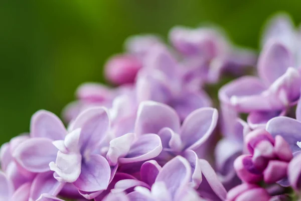 Blommande gren lila frotté Lilac blomma. Blommig bakgrund Stockbild