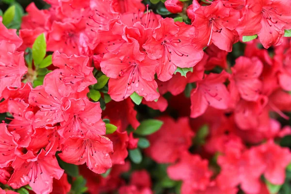 春の庭に露滴と赤いツツジの花を咲かせます — ストック写真