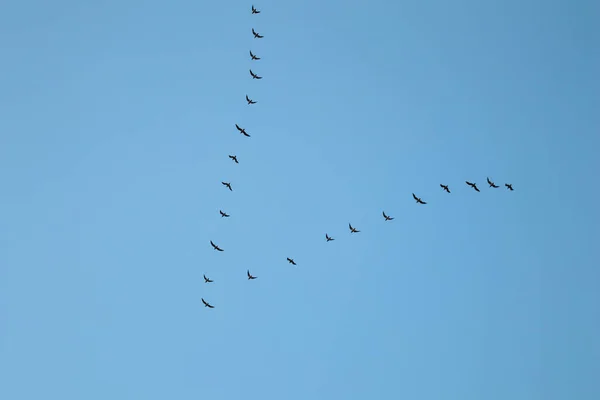 Bandada de aves salvajes volando en una cuña contra el cielo azul — Foto de Stock