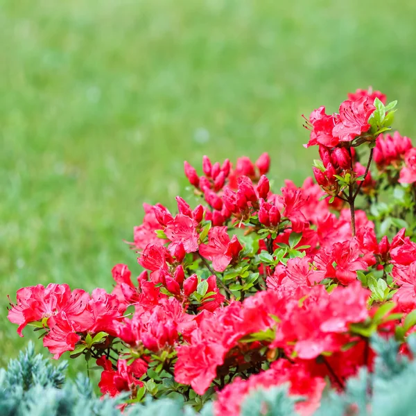 Ανθισμένα κόκκινα λουλούδια και μπουμπούκια αζαλέας σε πράσινο φόντο σε ανοιξιάτικο κήπο — Φωτογραφία Αρχείου