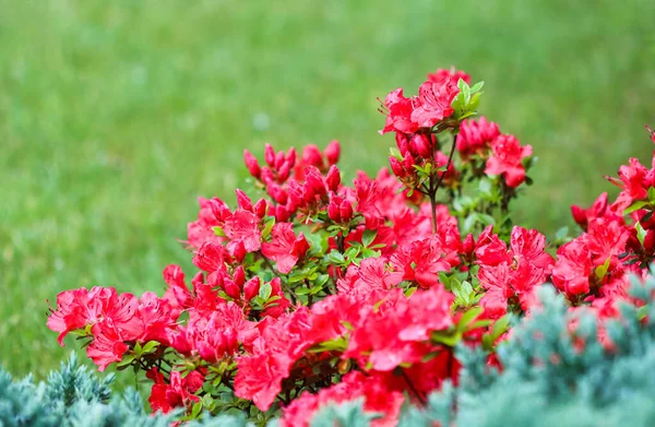 Fleurs et bourgeons d'azalée rouge en fleurs sur fond vert dans un jardin printanier — Photo