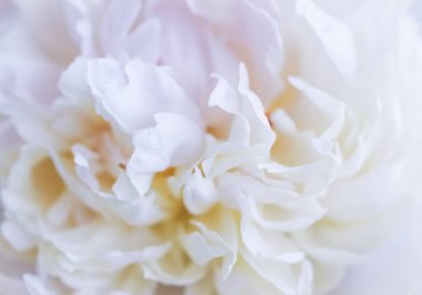 Yumuşak odak, soyut çiçek arkaplanı, beyaz şakayık çiçekleri. Tatil markası tasarımı için Macro çiçek arkaplanı