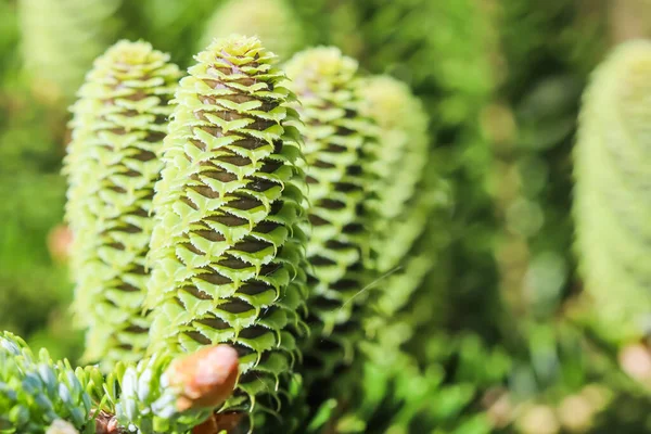 Een aftakking van Koreaanse spar met jonge kegels in de voorjaar tuin — Stockfoto