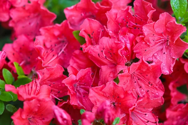 Kwitnące czerwone kwiaty azalii z kroplami rosy w wiosennym ogrodzie — Zdjęcie stockowe
