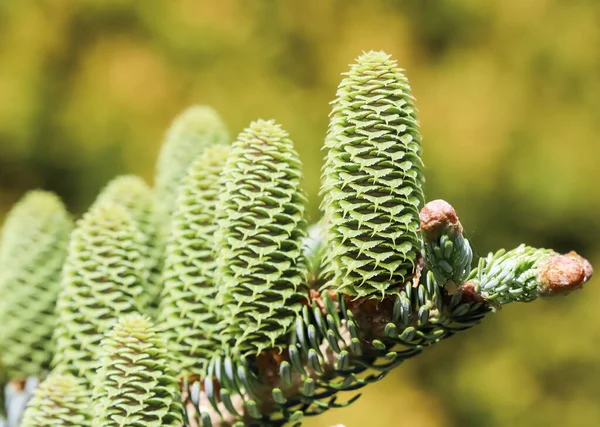 Een aftakking van Koreaanse spar met jonge kegels in de voorjaar tuin — Stockfoto