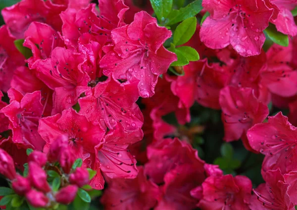 Квітучі червоні квіти азалії з краплями роси навесні в саду — стокове фото