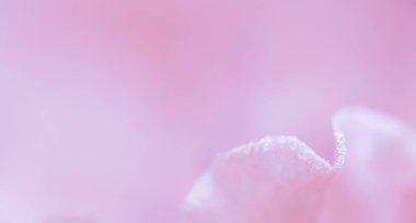 Yumuşak odak, soyut çiçek arkaplanı, su damlalı pembe gül yaprakları.