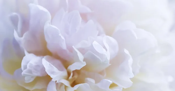柔和的焦点，抽象的花朵背景，白色牡丹花瓣。度假品牌设计的宏观花卉背景 — 图库照片