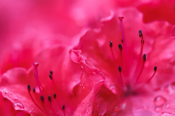 Blooming red azalea flowers with dew drops in spring garden Royalty Free Stock Images