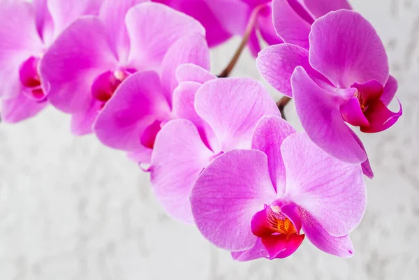 白い背景に紫色の蘭の花を咲かせます。 ストックフォト