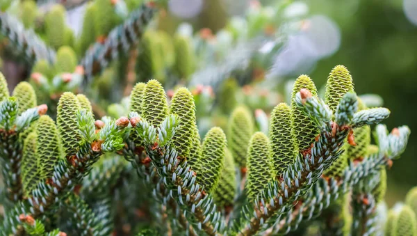 Een aftakking van Koreaanse spar met jonge kegels in de voorjaar tuin — Stockfoto