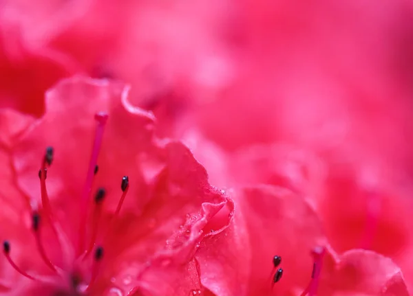 Fleurs d'azalée rouge en fleurs avec gouttes de rosée dans le jardin de printemps — Photo