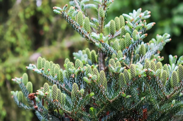 Une branche de sapin coréen avec de jeunes cônes dans le jardin de printemps — Photo