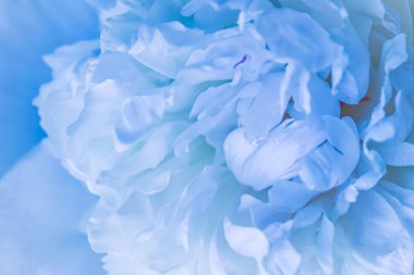 Yumuşak odak, soyut çiçek arkaplanı, soluk mavi şakayık çiçekleri. Tatil markası tasarımı için Macro çiçek arkaplanı