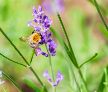 Yaz bahçesinde lavanta çiçeği üzerinde çalışan arı.