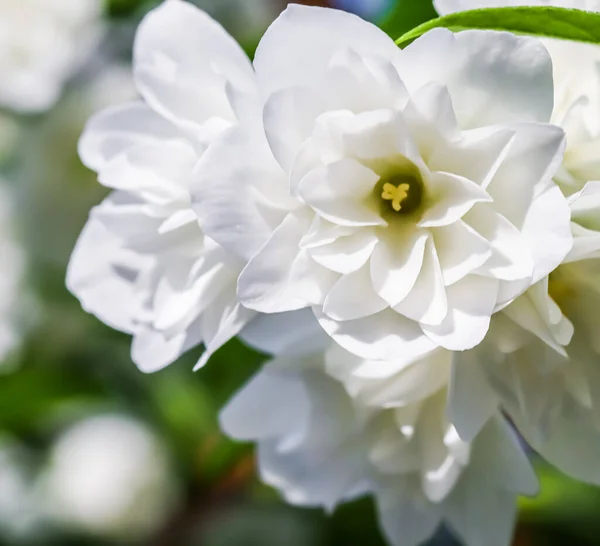 Flores de jazmín de rizo blanco en el jardín. Fondo floral — Foto de Stock