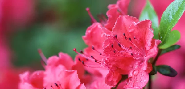 春の庭に露滴と赤いツツジの花を咲かせます — ストック写真