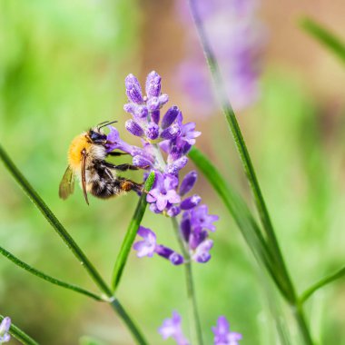 Yaz bahçesinde lavanta çiçeği üzerinde çalışan arı.