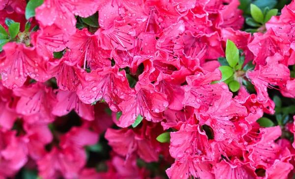 春の庭に露滴と赤いツツジの花を咲かせます — ストック写真