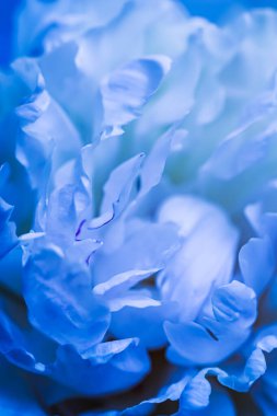 Yumuşak odak, soyut çiçek arkaplanı, soluk mavi şakayık çiçekleri. Tatil markası tasarımı için Macro çiçek arkaplanı