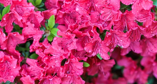 Flores de azálea vermelha florescendo com gotas de orvalho no jardim da primavera — Fotografia de Stock