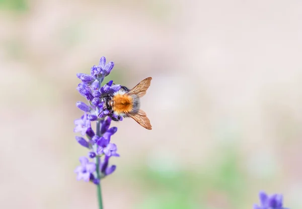 Arbeitsbiene an Lavendelblüte im Sommergarten — Stockfoto