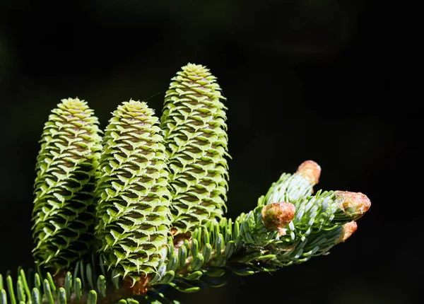 A branch of Korean fir with young cones on black background — Foto Stock